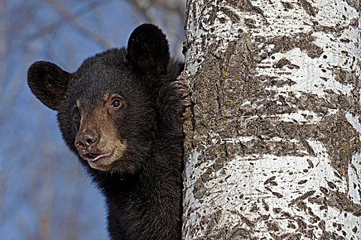 黑熊,美洲黑熊,1岁,幼兽,树上,明尼苏达