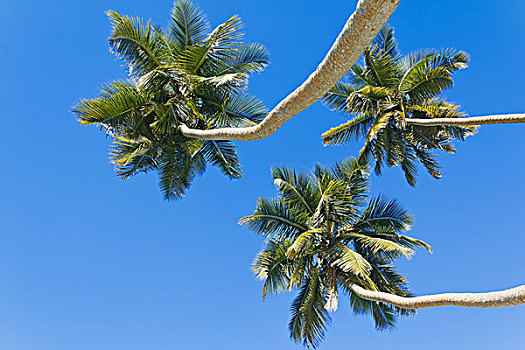 三个,棕榈树,蓝天