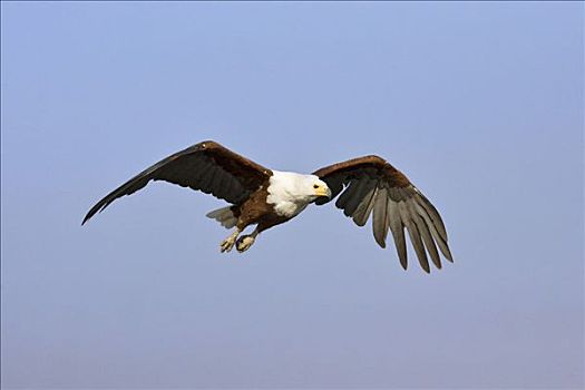 飞,非洲鱼鹰,吼海雕,乔贝,河,乔贝国家公园,博茨瓦纳,非洲