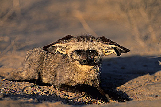 大耳狐,卡拉哈迪大羚羊国家公园,卡拉哈里沙漠,南非,非洲
