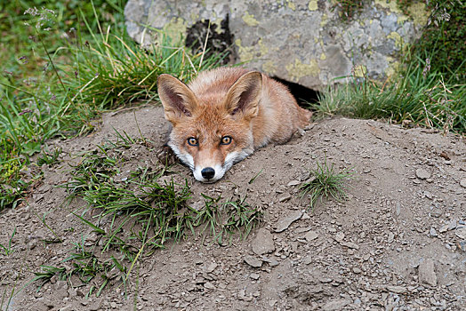 红狐,狐属,休息,窝,提洛尔,奥地利,欧洲
