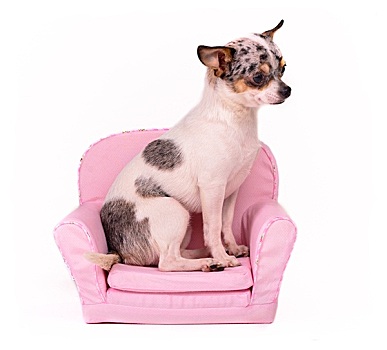 吉娃娃,坐,粉色,扶手椅