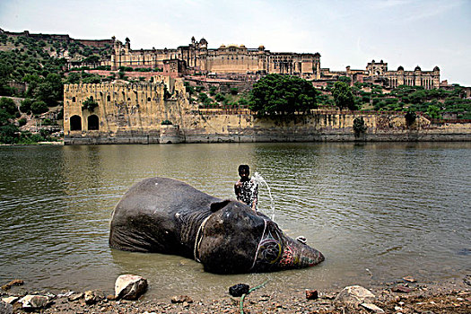 印度象,引导,大象,湖,仰视,16世纪,要塞,堡垒,琥珀色,拉贾斯坦邦,印度