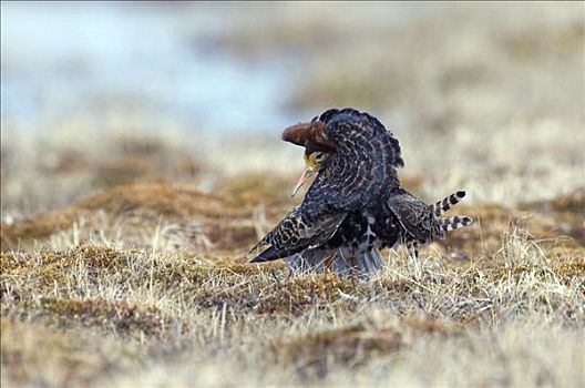 毛领鸽,流苏鹬,堪察加半岛,俄罗斯