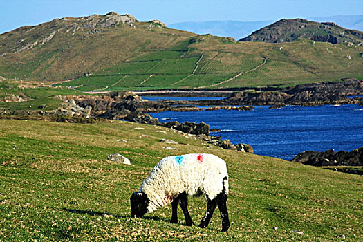 绵羊,阿基尔岛,梅奥县,爱尔兰