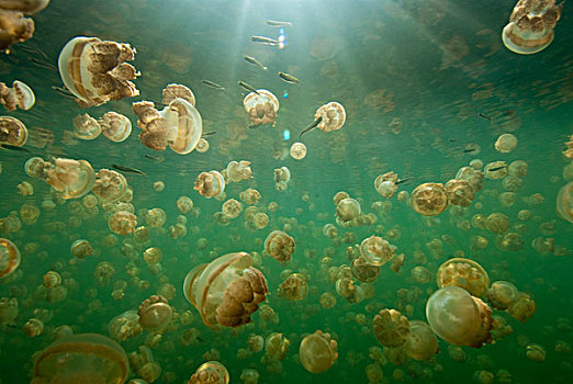 水母,华丽,水下,光线,阳光,水,帕劳,密克罗尼西亚