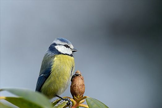 蓝冠山雀,瑞典