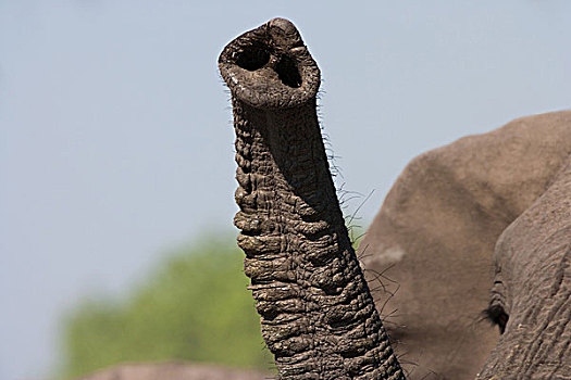 非洲象,象鼻,博茨瓦纳