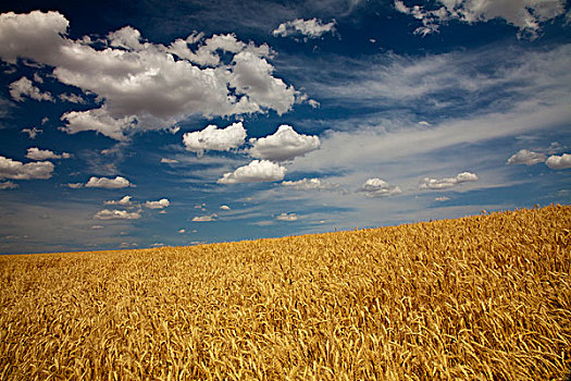 美国,华盛顿,群山,成熟,小麦