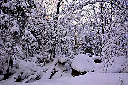 雪乡雪谷