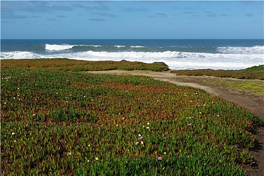 花,波浪,太平洋海岸,加利福尼亚