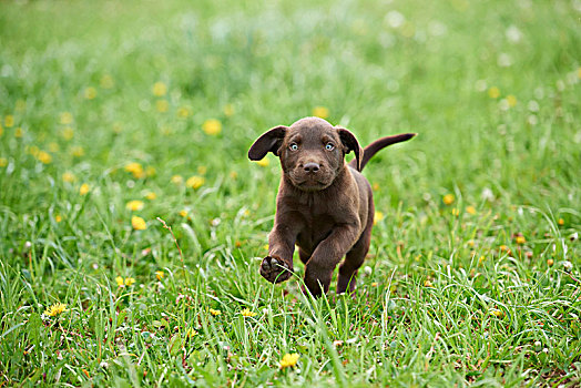 拉布拉多犬,巧克力,褐色,小狗,草地,正面,跑,看镜头