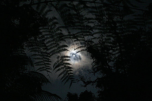 夜景,月亮,秘鲁,丛林,树林,八月,2008年