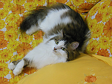 黄沙发上的猫