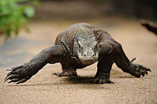 科摩多巨蜥,科摩多龙,走,印度尼西亚