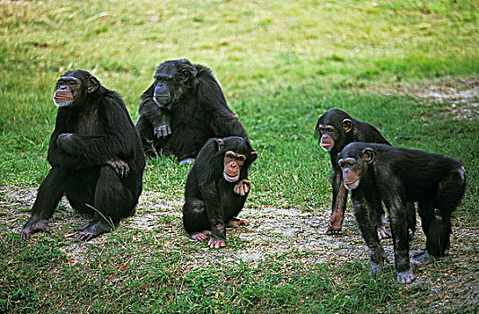 黑猩猩,锅,移镜头,鹪鹩,类人猿,成年