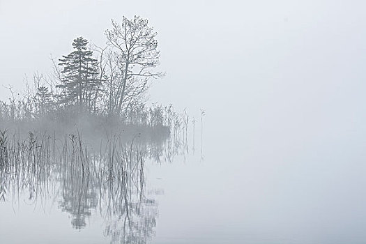 湖,晨雾,陆地,上巴伐利亚,巴伐利亚,德国