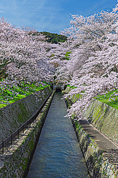 樱桃树,琵琶湖,运河