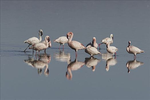 小红鹳,纳库鲁湖,纳库鲁湖国家公园,肯尼亚