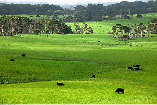 放牧,牛,国王岛,塔斯马尼亚,澳大利亚
