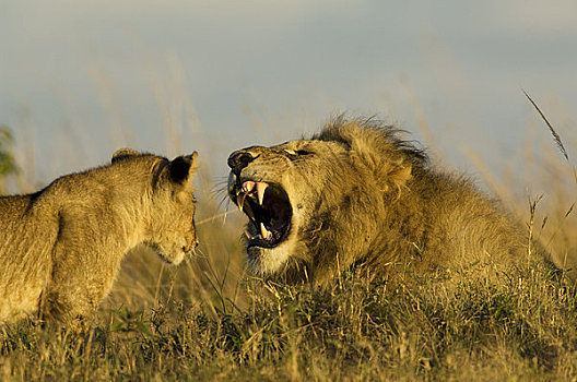 雄性,狮子,叫,幼兽