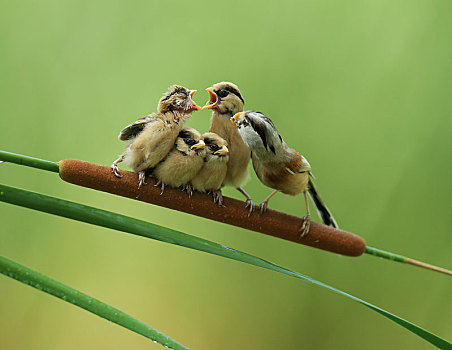 中国特有的珍惜鸟种,震旦雅雀,育雏
