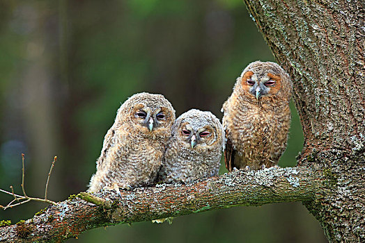 三个,年轻,灰林鸮,褐色,猫头鹰,灰林鴞,栖息,树,黑森州,德国,欧洲