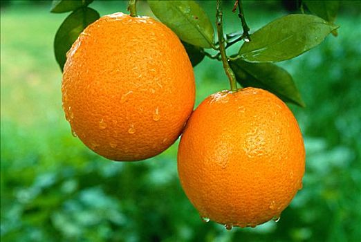 橘子,加利福尼亚,美国