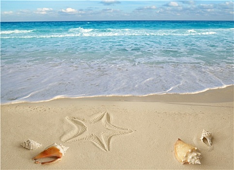 海螺壳,海星,热带,沙子,青绿色,加勒比