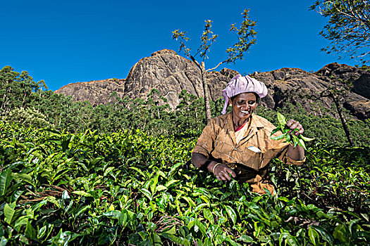 茶,挑选,茶叶,手,茶园,喀拉拉,西高止山,印度,亚洲