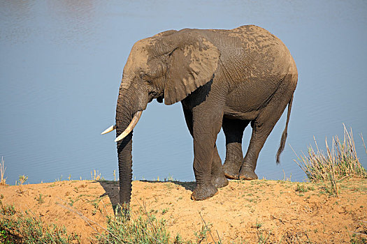 非洲象,自然生境