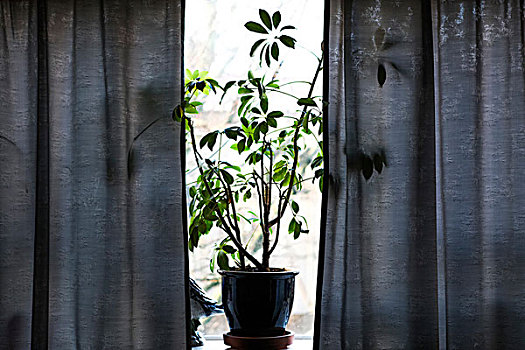 冰岛,植物,窗户,帘