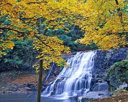 瀑布,秋天,糖,枫树,州立公园,康涅狄格