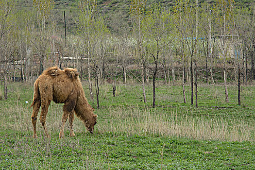 夏天草地上的骆驼