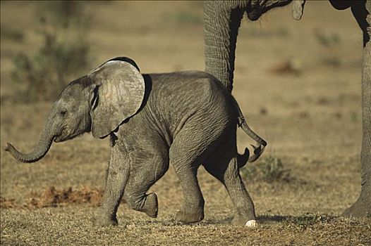 非洲象,幼兽,东开普省,南非