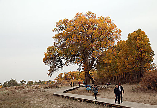 内蒙古阿拉善