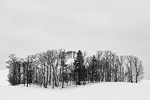 积雪,冬季风景,小,矮林