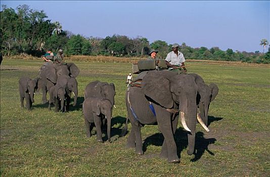 博茨瓦纳,区域,奥卡万戈三角洲,游客,大象