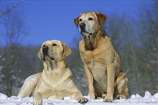 黄色拉布拉多犬,狗,两个,成年人,坐,一起,雪中