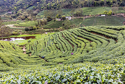 中国广西贺州昭平生态茶园春季自然风光景色优美