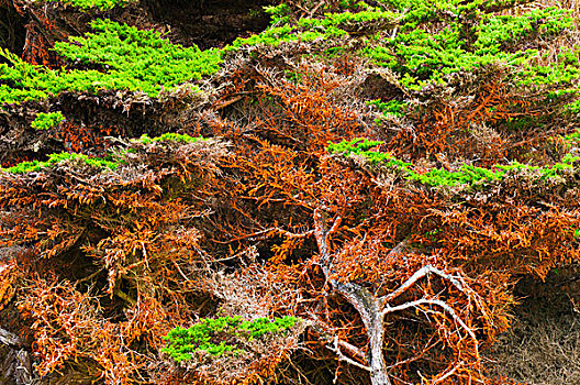 柏树,遮盖,绿藻,罗伯士角州立保护区,加利福尼亚,美国