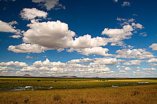 云,上方,风景,塔兰吉雷国家公园,坦桑尼亚