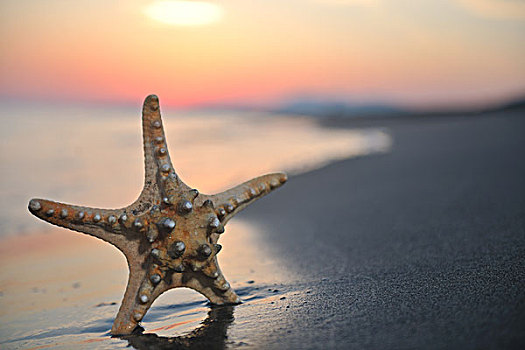 夏天,海滩,日落,星,自由,旅行,概念