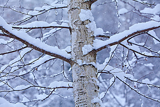 下雪,桦树