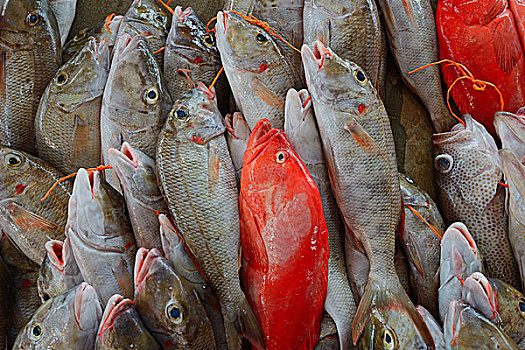 新鲜,抓住,鱼肉,出售,鱼市,市场,维多利亚,马埃岛,塞舌尔,非洲