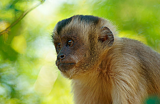 黑帽悬猴,棕色卷尾猴,树,头像,潘塔纳尔,巴西,南美