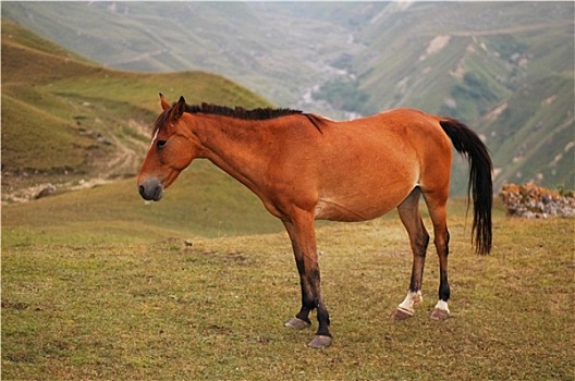 褐色,马,山,阿塞拜疆