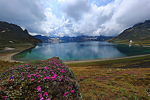 长白山高山花卉