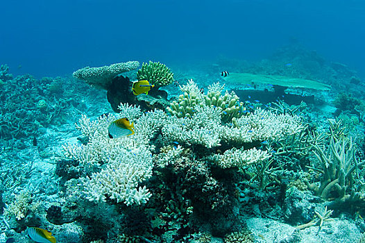 海洋生物