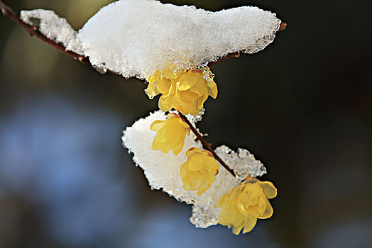 腊梅,蜡花,腊梅花,蜡木,蜡梅